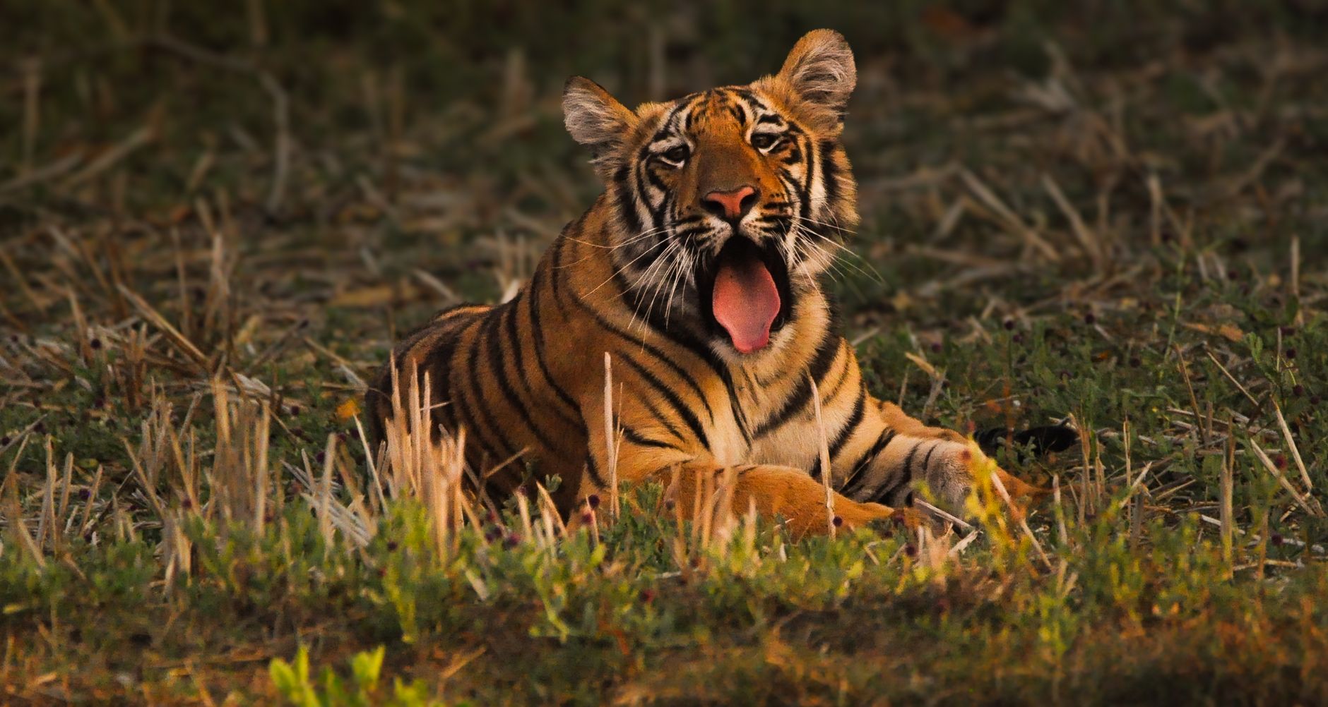 Taj luxury resort Tadoba